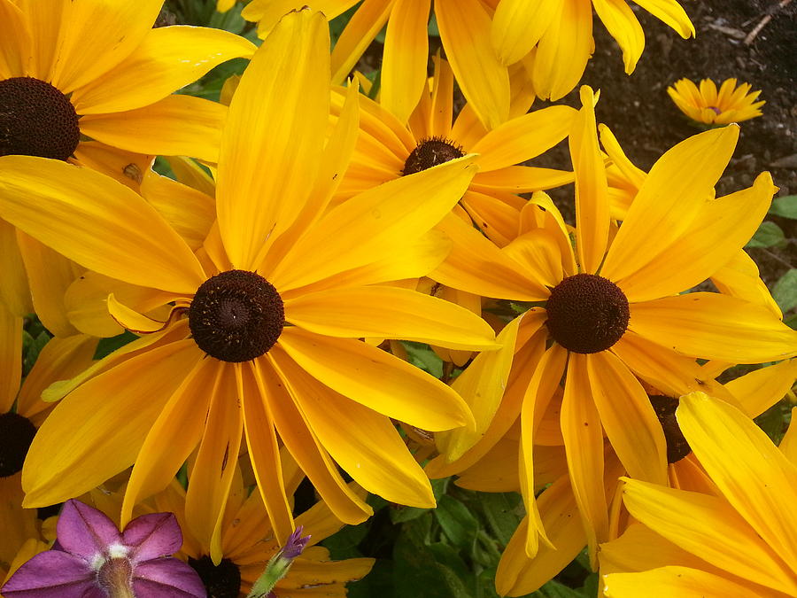 Yellow Flowers Photograph - Super Sunshine by Jeffrey  Johnson