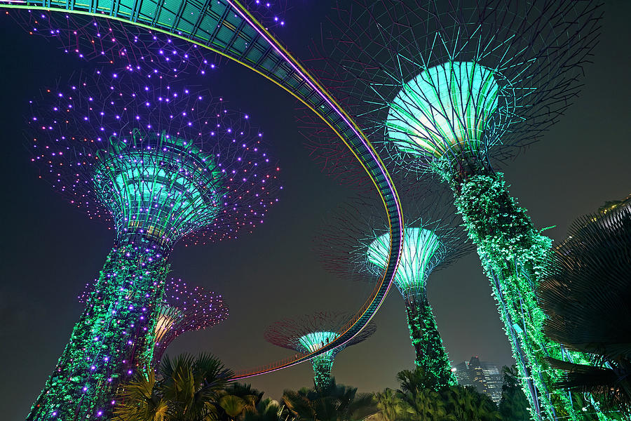 Super Tree Grove In Singapores Gardens Photograph by Allan Baxter
