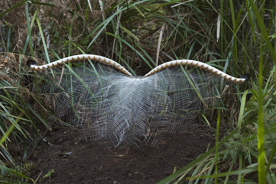 Superb Lyrebird Male In Courtship Photograph by D. Parer & E. Parer-Cook