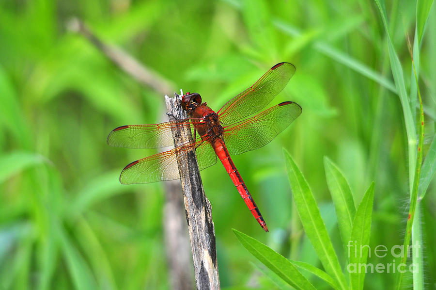 Dragonfly Photograph - Superb Skimmer by Al Powell Photography USA