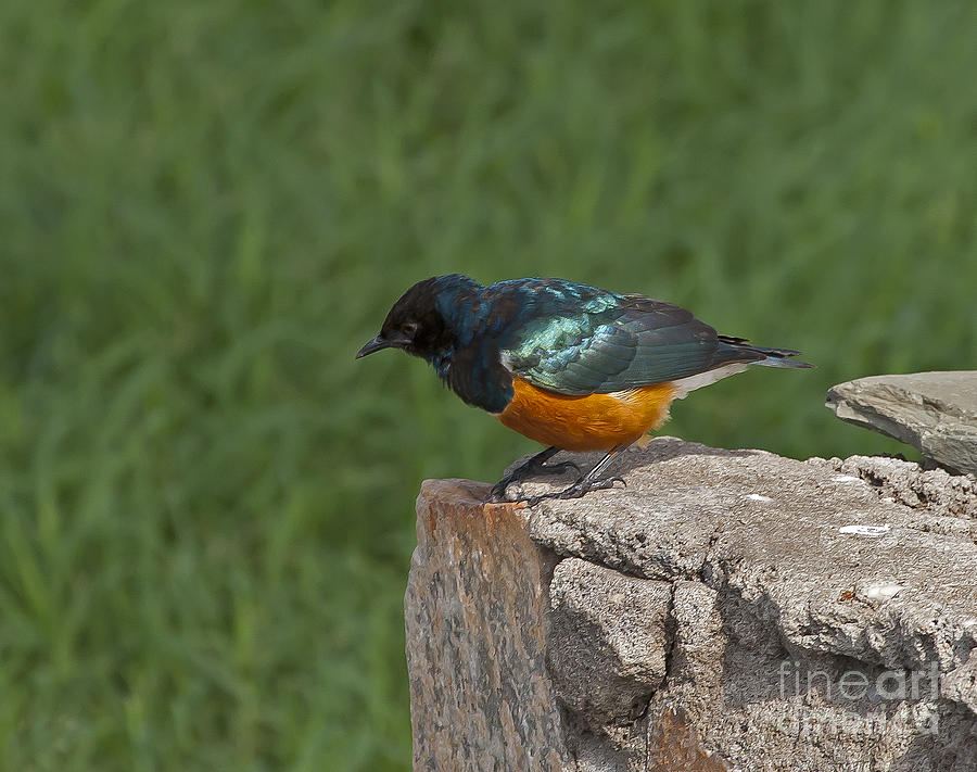 Bird Photograph - Superb Starling   #0887 by J L Woody Wooden