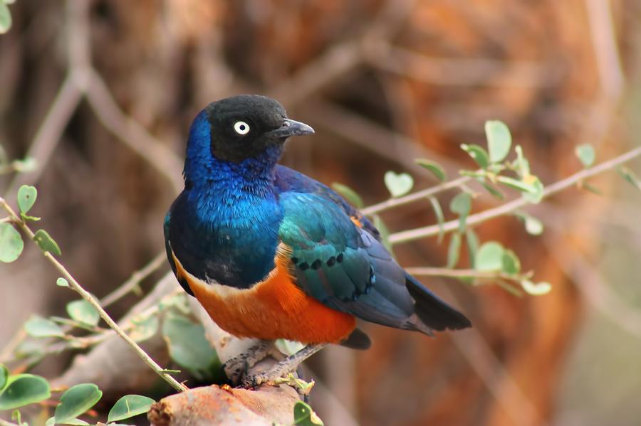 Superb Starling Photograph by Amanda Stadther