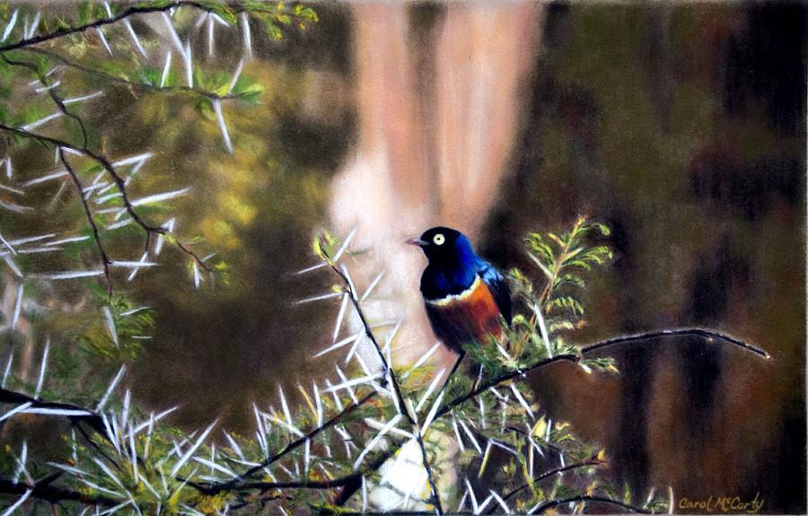 Superb Starling Painting by Carol McCarty