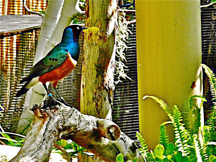Superb Starling in San Diego Zoo Safari Park in Escondido-California Photograph by Ruth Hager