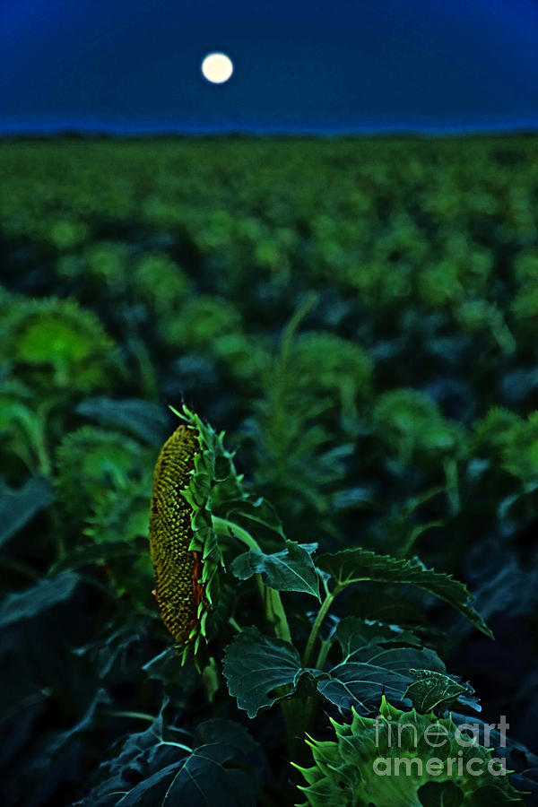 Supermoon-lit Sunflower Photograph by Betty Morgan