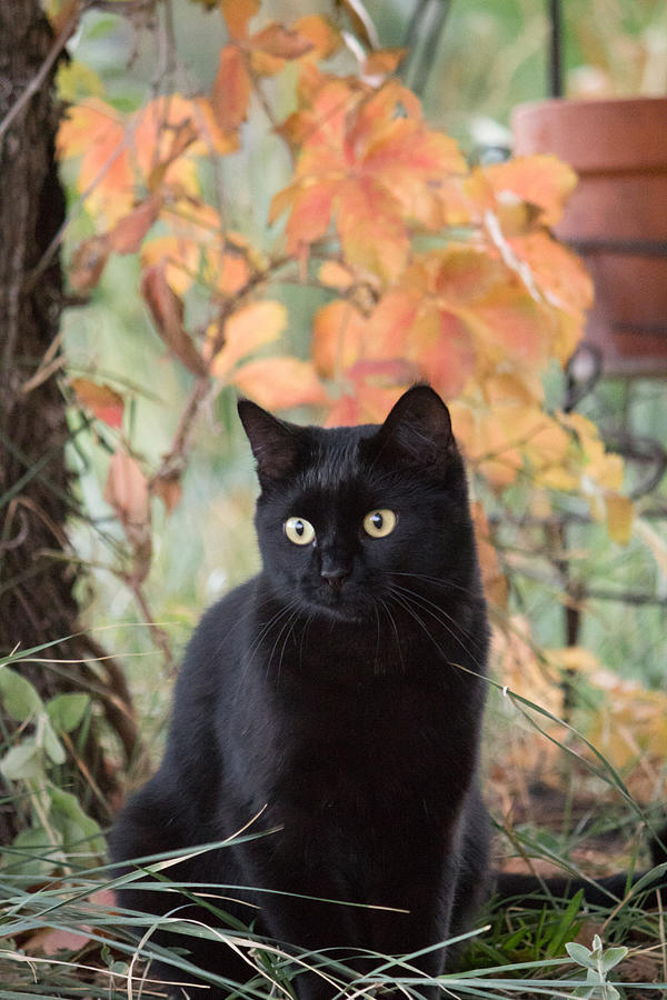 Superstition - Black Cat - Casper Wyoming Photograph by Diane Mintle