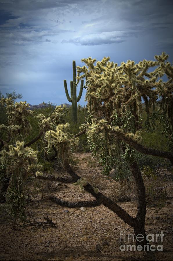 Landscape Photograph - Superstitious Cactus III by Richard Fernandez