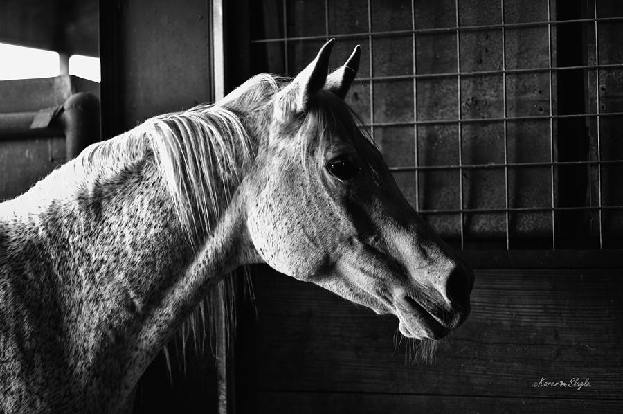Horse Photograph - Supper Time by Karen Slagle