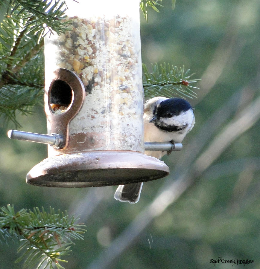 Chickadee Photograph - Suppertime by Cecily Vermote