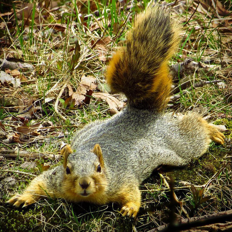 Surprise Mister Squirrel Photograph by Shawna Rowe