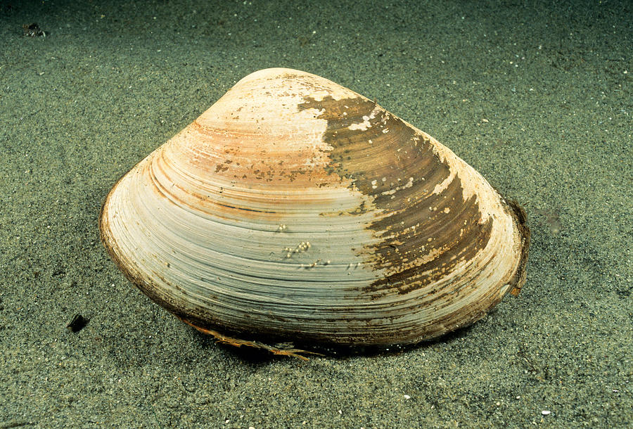 Surf Clam Photograph by Andrew J. Martinez - Fine Art America