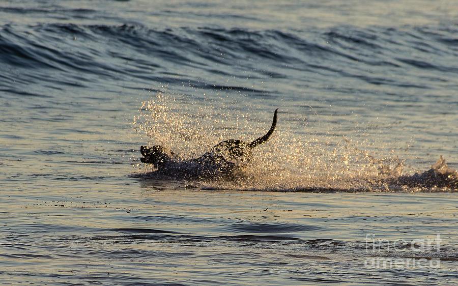 San Diego Photograph - Surf Doggy  5.2667 by Stephen Parker