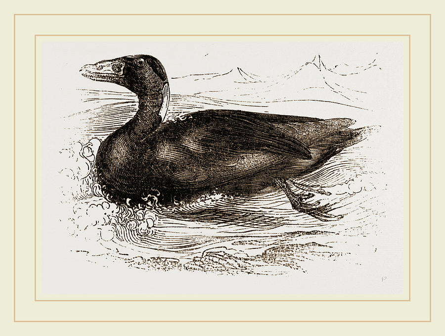 Surf-duck Drawing by Litz Collection - Fine Art America