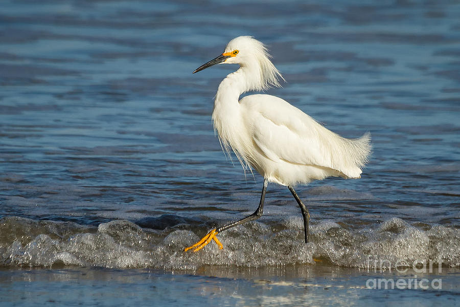 Surf Egret Photograph by Alice Cahill