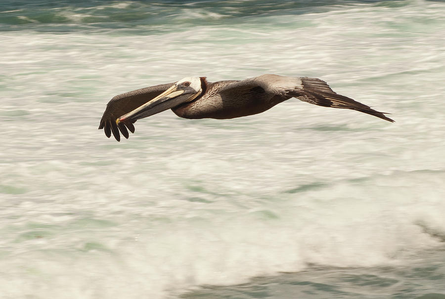 Surf Fishing Pelican Photograph by Daniel Hebard