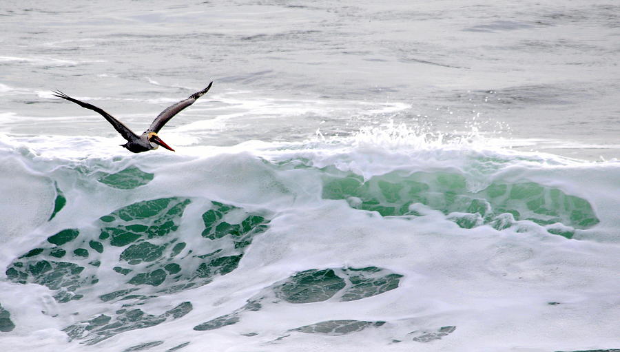 Wildlife Photograph - Surf n Pelican by AJ  Schibig