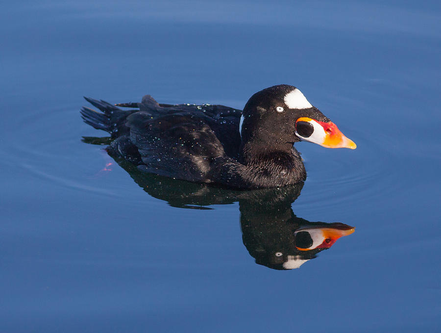 Surf Scoter Photograph by Melinda Fawver