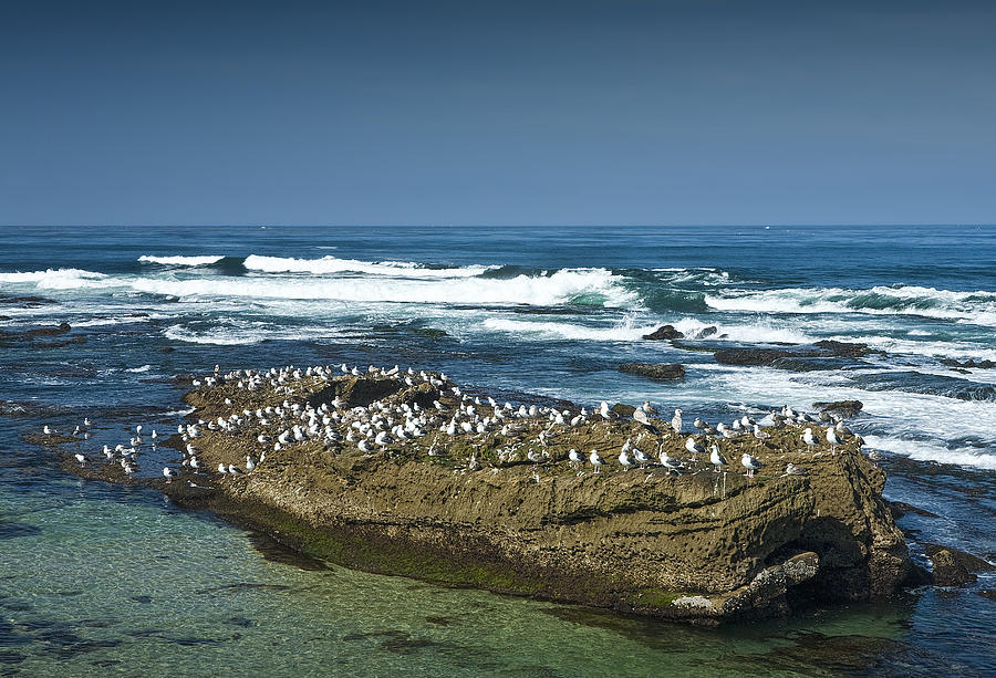 Surf Waves at La Jolla California with Gulls perched on a Large Rock No. 0194 Photograph by Randall Nyhof