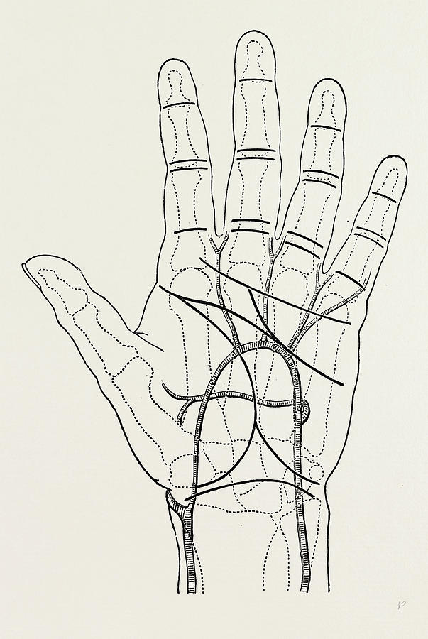 Surface Markings On The Palm Of Ffile Hand Drawing by Litz Collection ...