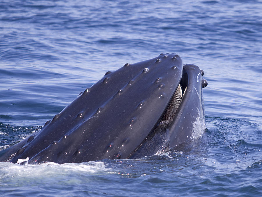 Surfacing Humpback whale Photograph by David Persson - Pixels