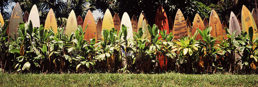 Nature Photograph - Surfboard Fence In A Garden, Maui by Panoramic Images