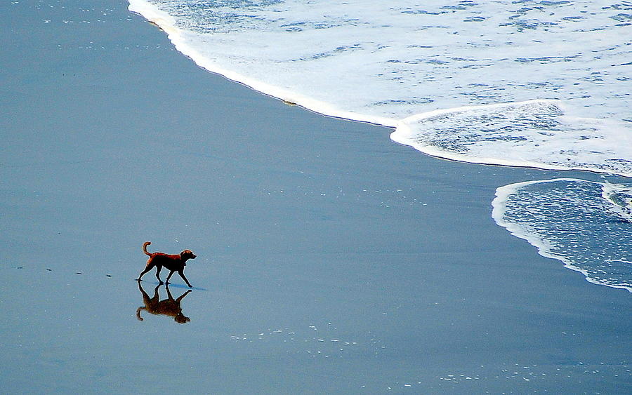 Surfer Dog Photograph by AJ  Schibig