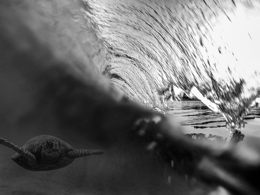 Surfing Honu Photograph by Brad Scott