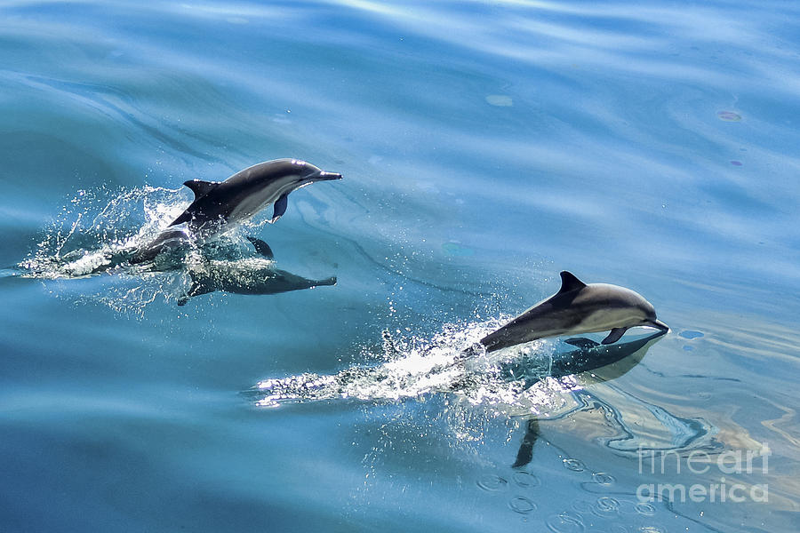 Dolphin Photograph - Surfing the Wake by Karen English