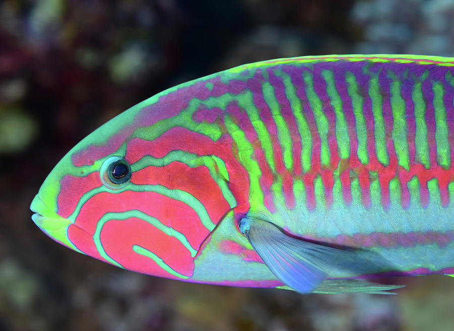 Surge Wrasse Thalassoma Purpureum, Red Photograph by Andreas Schumacher ...