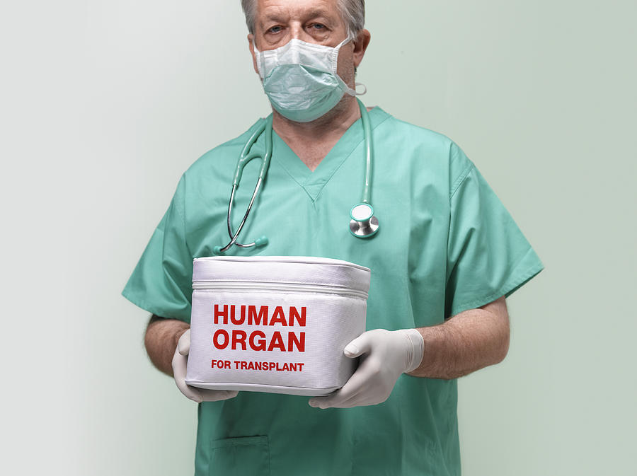 Surgeon with human organ for transplant Photograph by Peter Dazeley