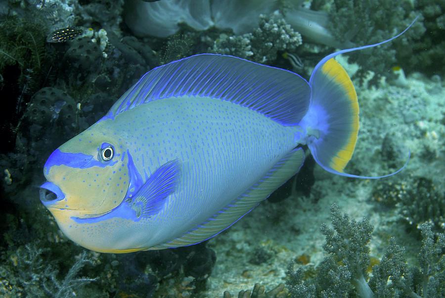 Surgeonfish, Raja Ampat Islands, Irian Photograph by Jaynes Gallery ...