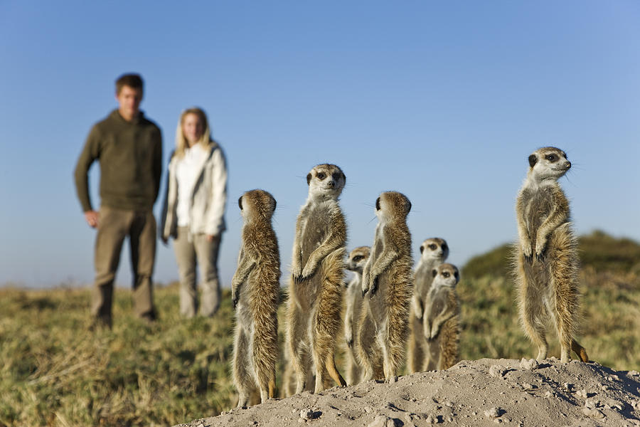 Suricate / Meerkat with tourists. Photograph by Martin Harvey