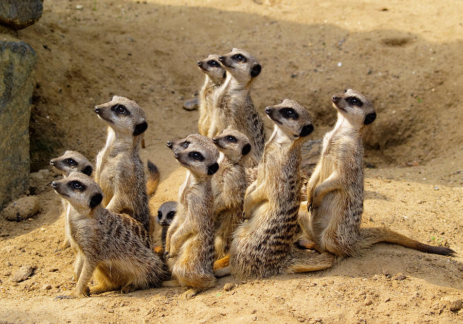 Suricate Photograph by Karol Kozlowski - Fine Art America