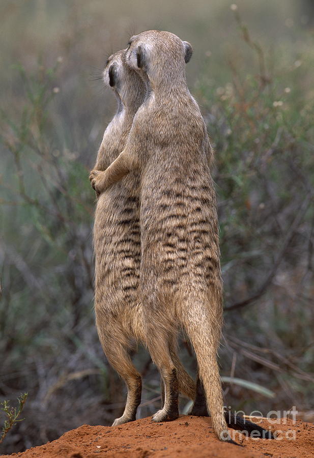 Suricate lookout Photograph by Martin Harvey