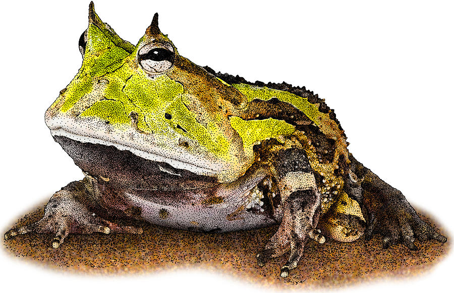 Surinam Horned Frog, C. Cornuta Photograph by Roger Hall
