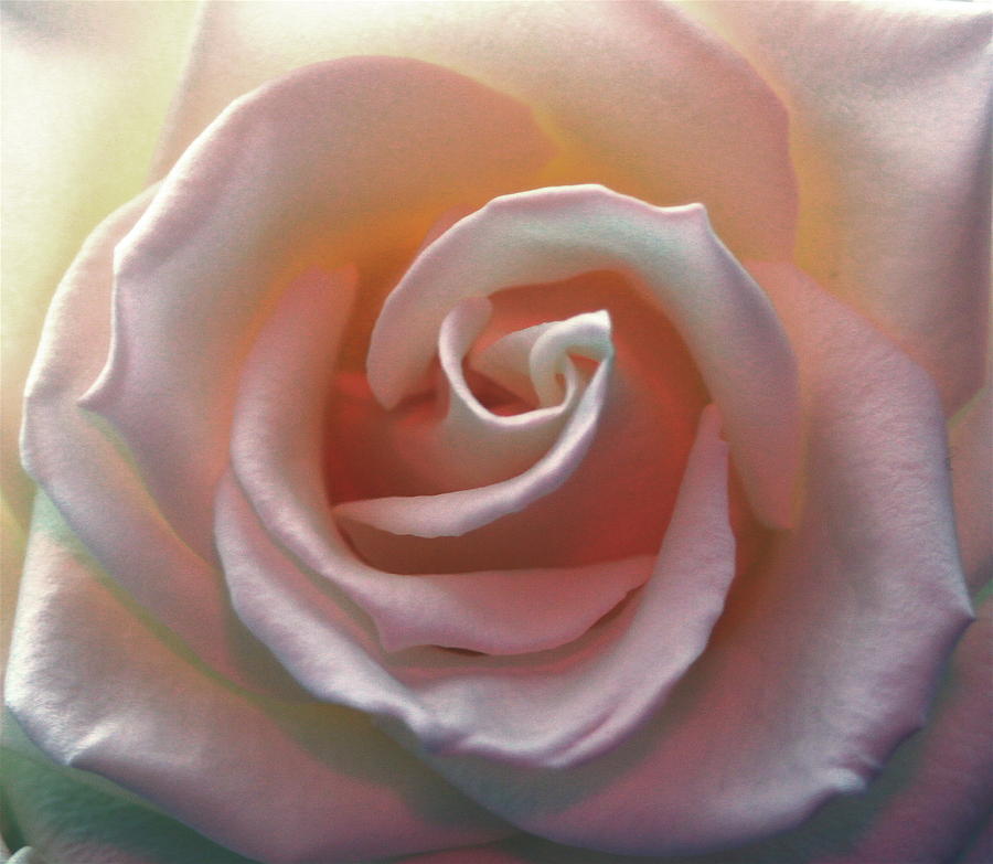 Rose Garden Photograph - Surprise a rose LOL. by Ragnheidur