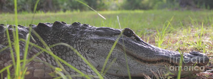 Alligator Photograph - Surprise  by Dodie Ulery
