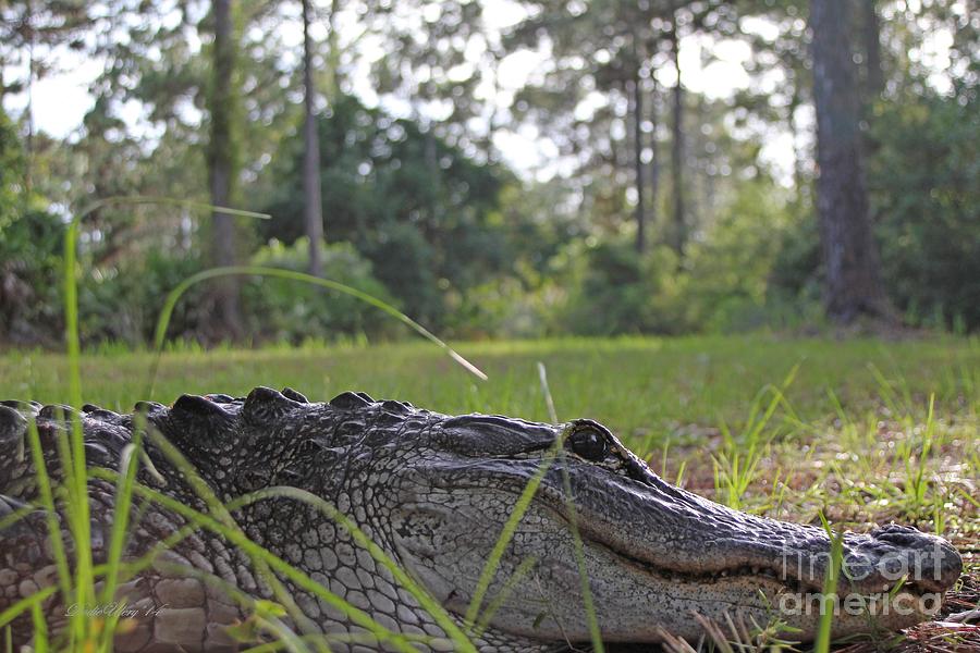 Alligator Photograph - Surprise Alligator Houseguest by Dodie Ulery