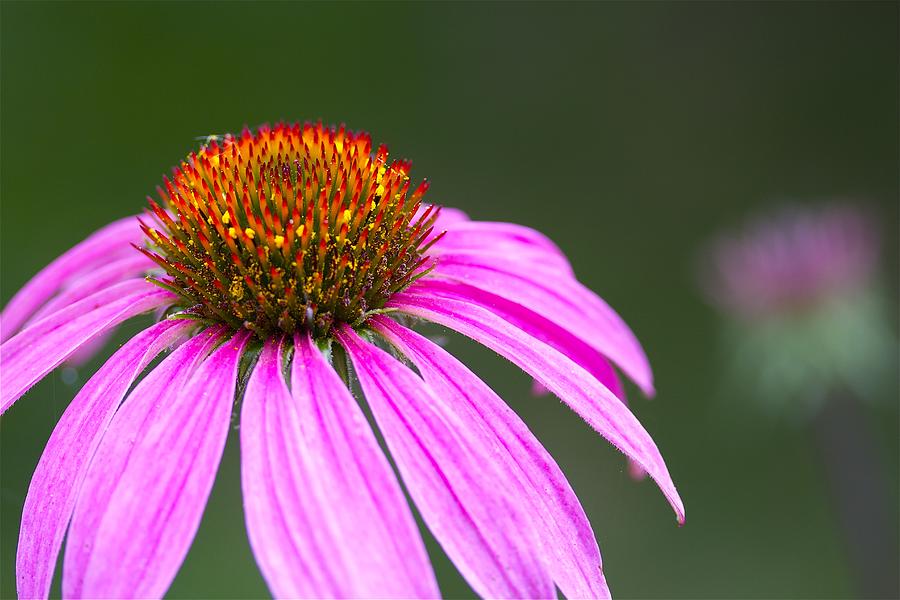 Surprise Flower Photograph by Jennifer Lamanca Kaufman | Fine Art America