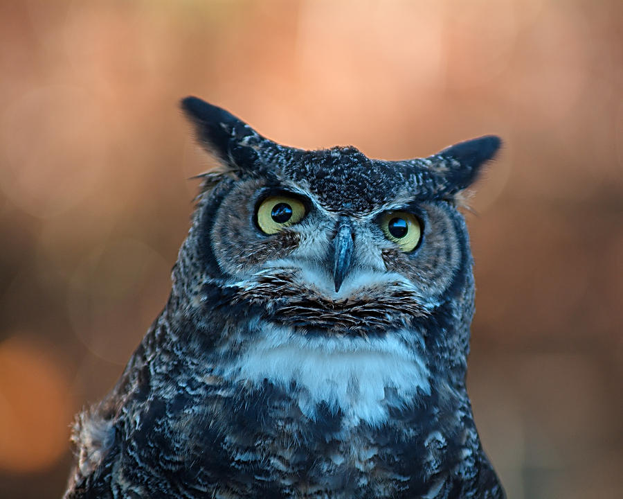 Owl Photograph - Surprise by Joseph Erbacher