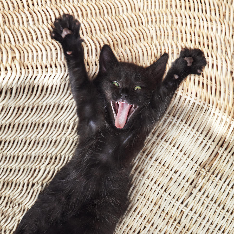 Surprise Kitty Cute Black Cat Screaming By Stocknroll