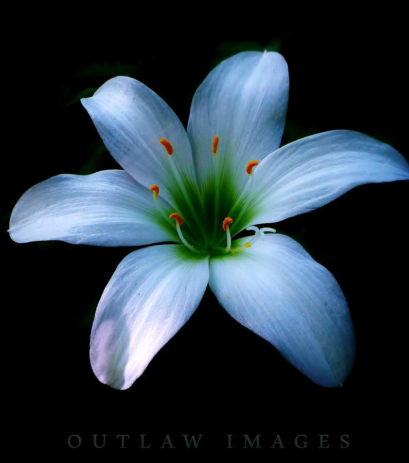 Surprise Lily Photograph by Holly Dwyer - Fine Art America