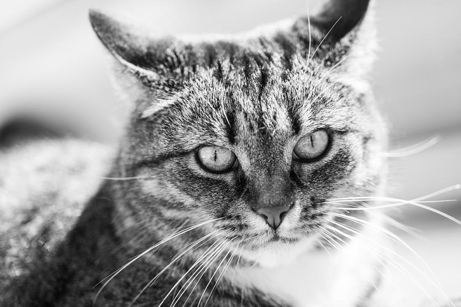 Surprised Cat Photograph by Hakon Soreide