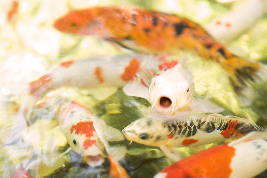 Surprised Koi Photograph by Bradley R Youngberg