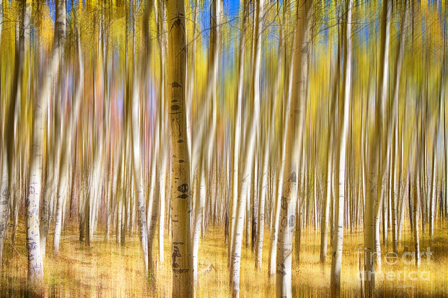 Surreal Aspen Tree Abstract Photograph