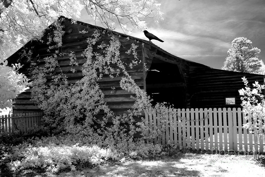 Black Raven Photograph - Surreal Black And White Infrared Gothic Nature Barn Landscape With Black Raven by Kathy Fornal