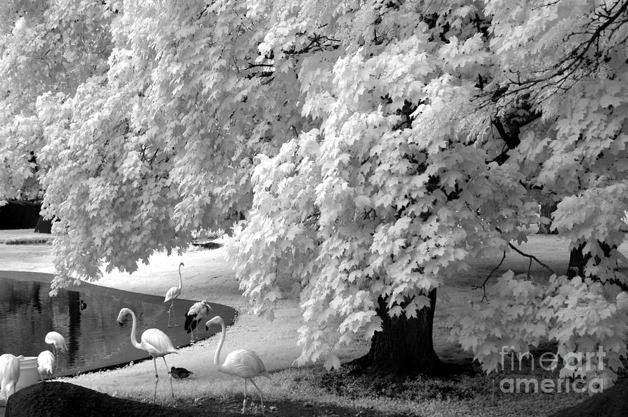 Infrared Photograph - Surreal Black White Infrared Flamingo Nature Scene by Kathy Fornal