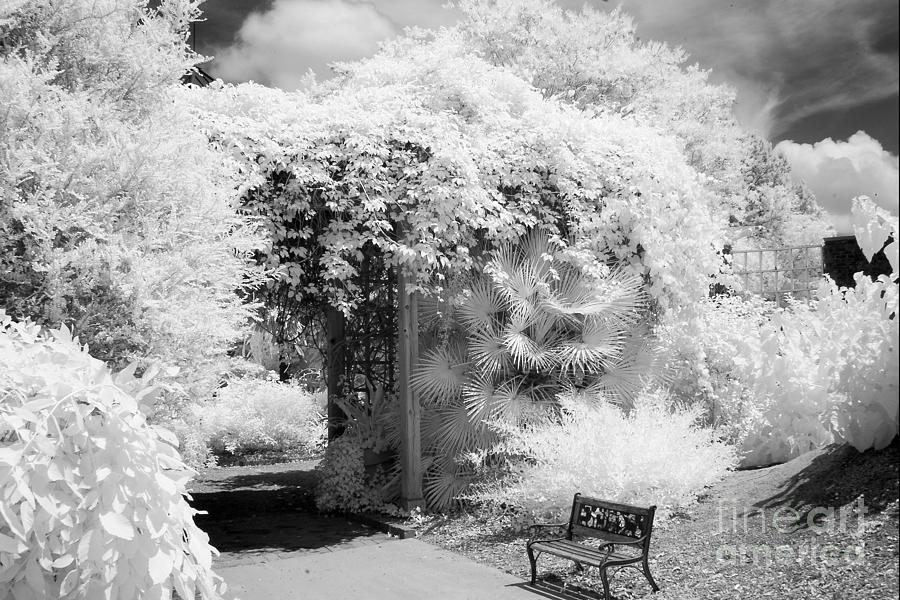 Surreal Dreamy Ethereal Black and White Infrared Garden Landscape