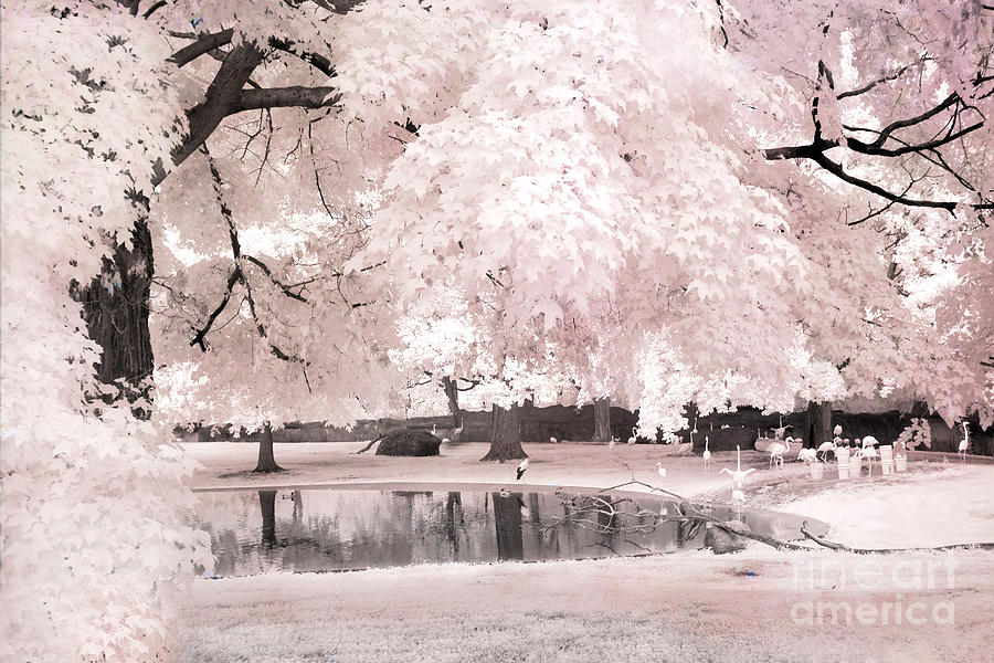 Fairytale Dreamy Infrared Pink White Flamingo Park - Pink Infrared Fantasy Nature Photograph by Kathy Fornal
