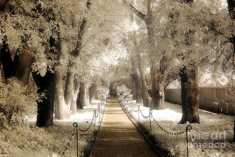 Surreal Dreamy Infrared Sepia - Hopeland Gardens Park South Carolina Pathway Nature Landscape  Photograph by Kathy Fornal
